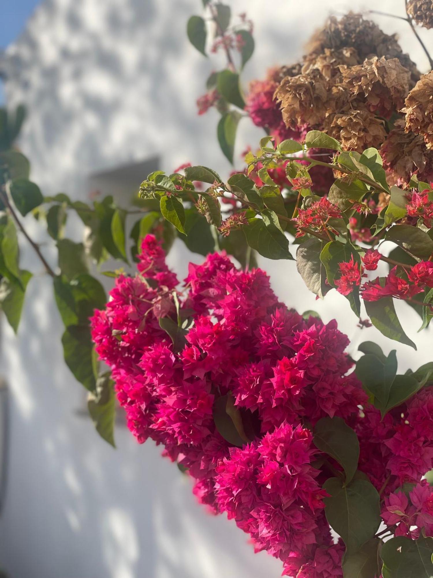 B&B Quinta A Fonte Tavira - Adults Only 外观 照片